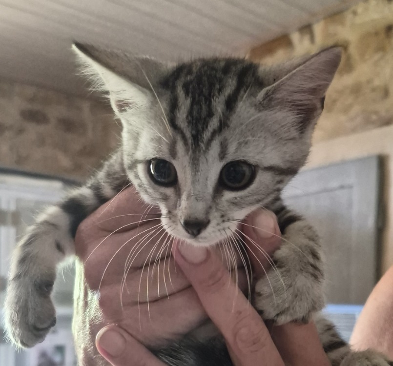 BOWIE