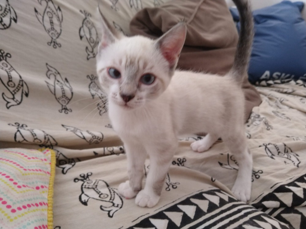 kitty