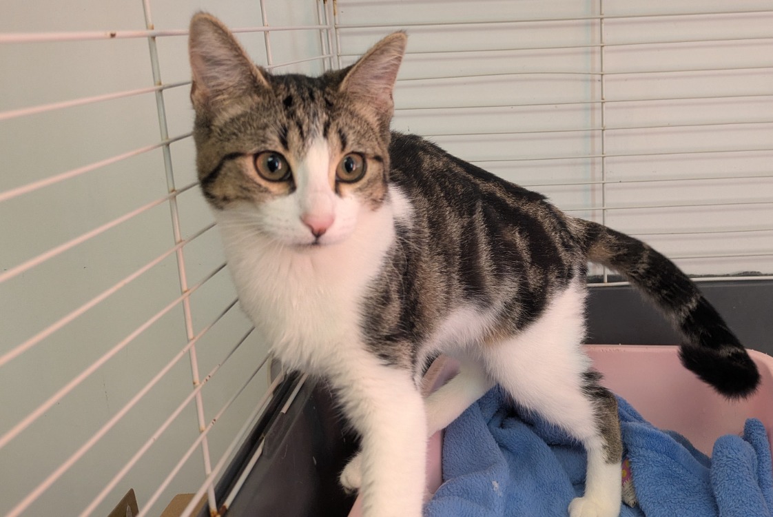Miou-miou [Chaton]