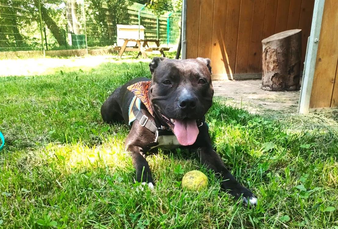 KOBA