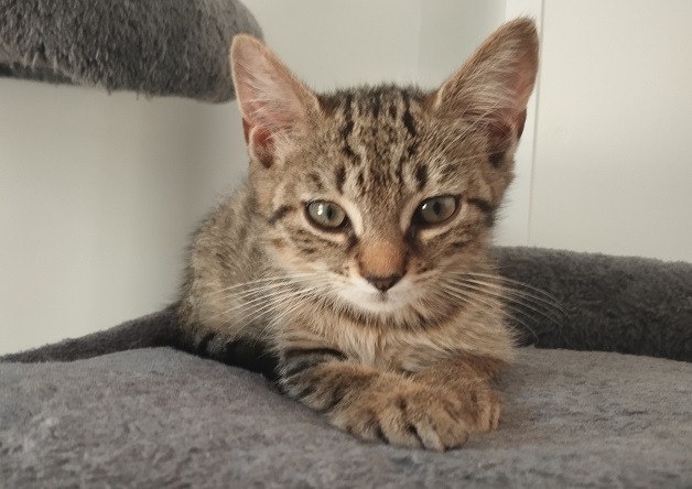 BAGHEERA (Réservée)