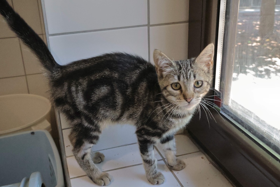 Zia (en cours d'adoption)