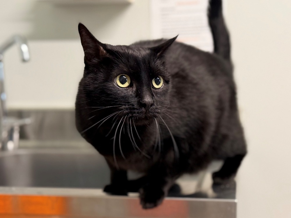 MIKO (FIV+)