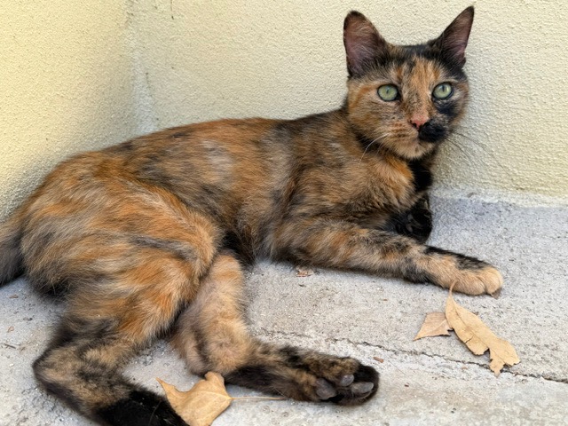 PANDORA (EN COURS D ADOPTION)