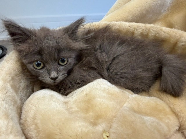BONZAÏ (en cours d’adoption)