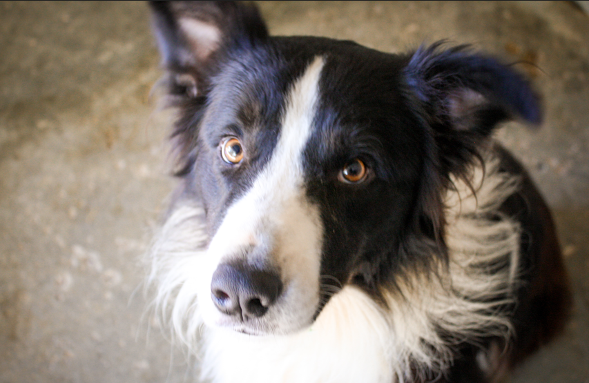 BALTO( réservé)