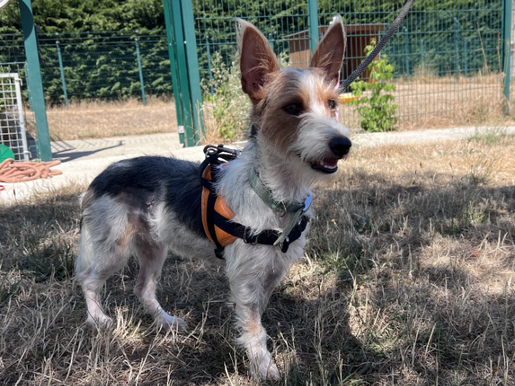 MILOU