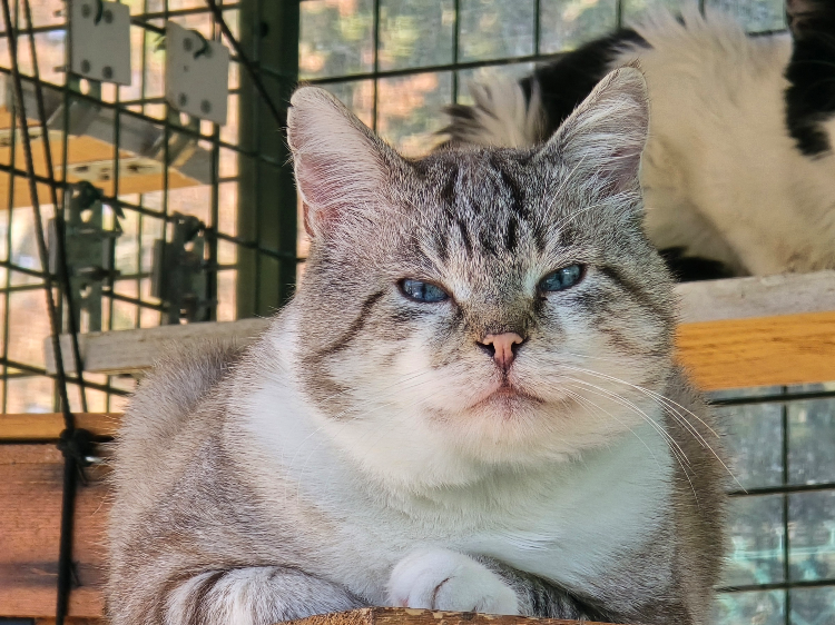 MERLIN