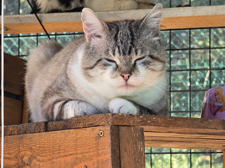 MERLIN
