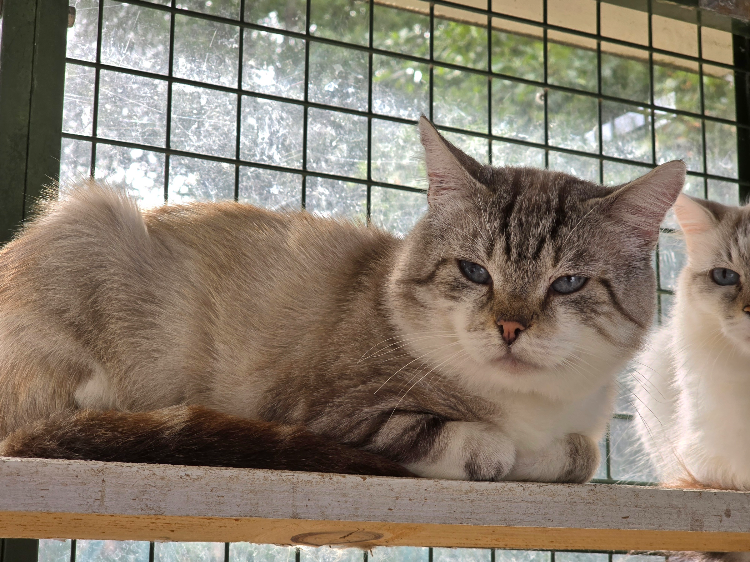 MERLIN