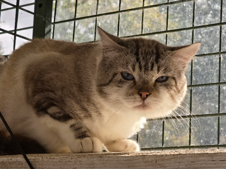 MERLIN