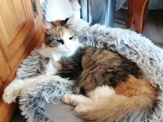 MIMI