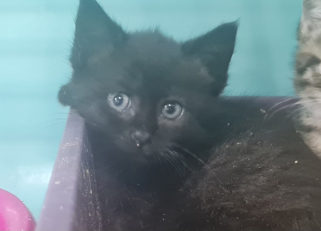DOLORES (en cours d'adoption)
