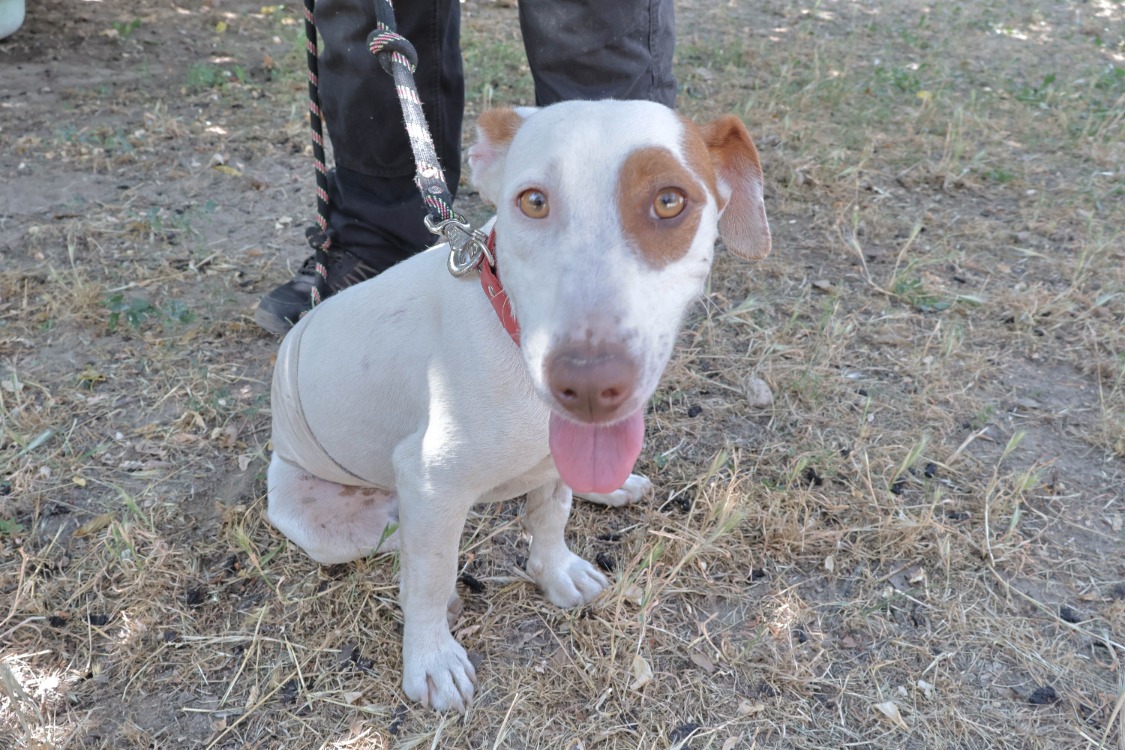 Lucette (en cours d'adoption)