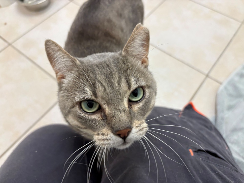 NECTAR (FIV+)