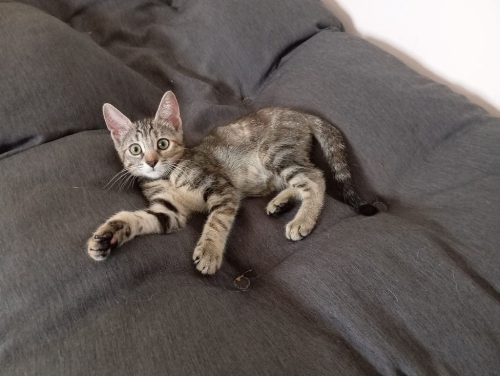 Nestea [Chaton]