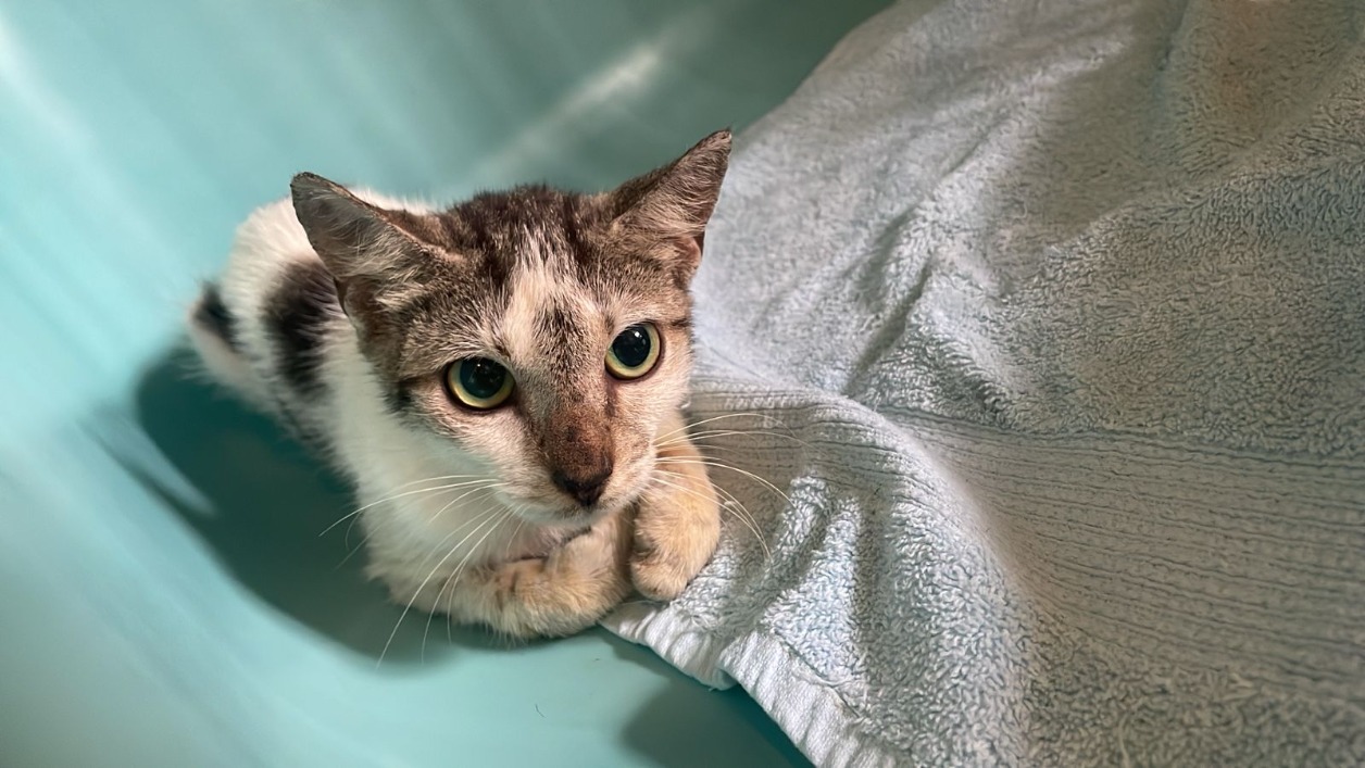 BATHILDA