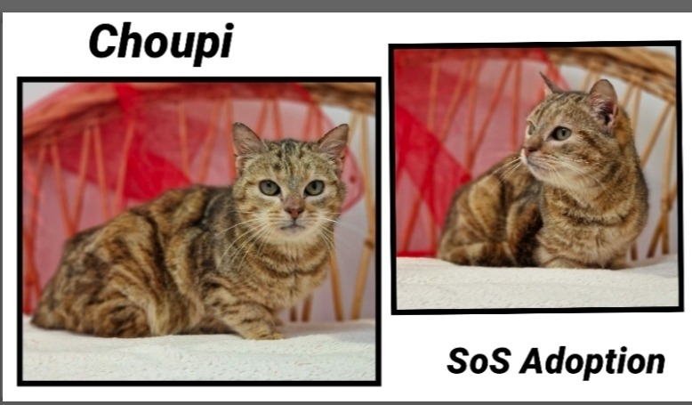 CHOUPI