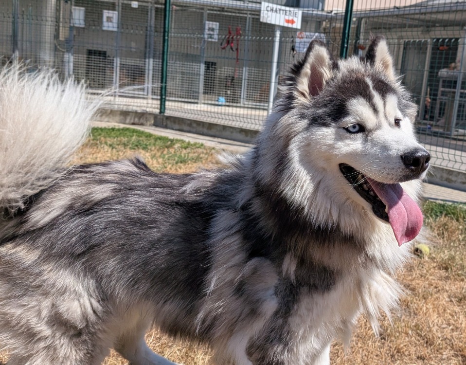 SKOLL