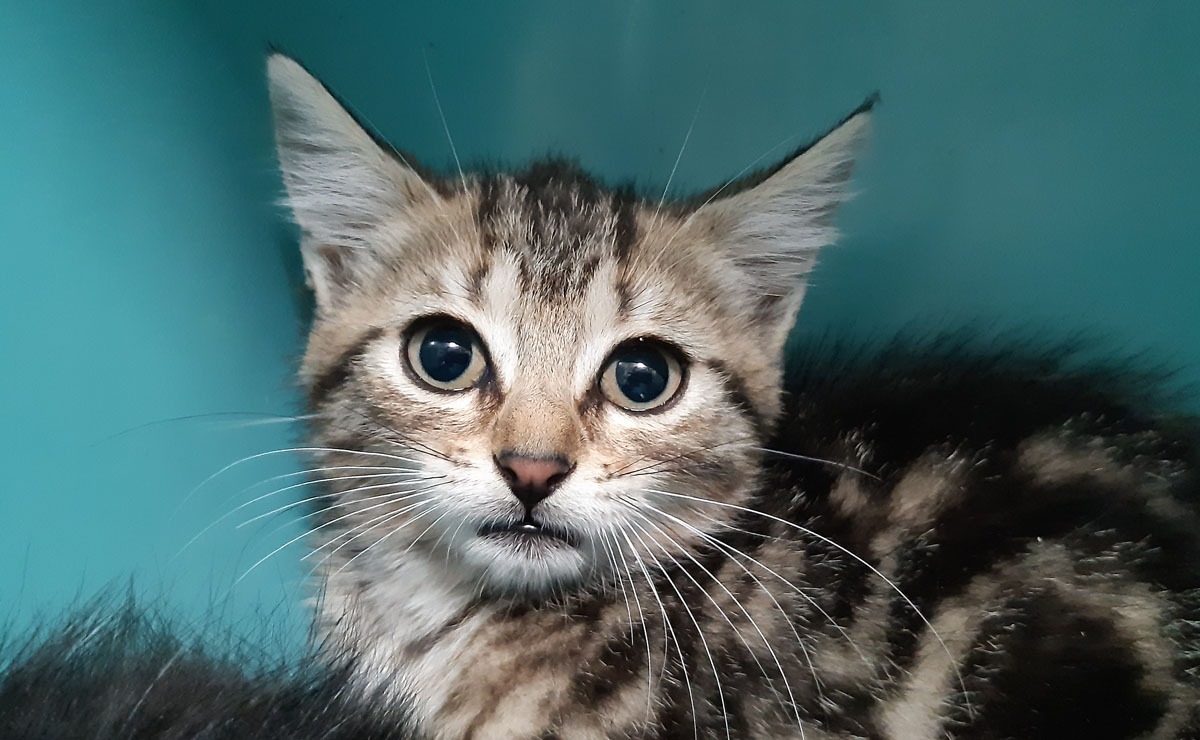 Cagette(en cours d adoption)