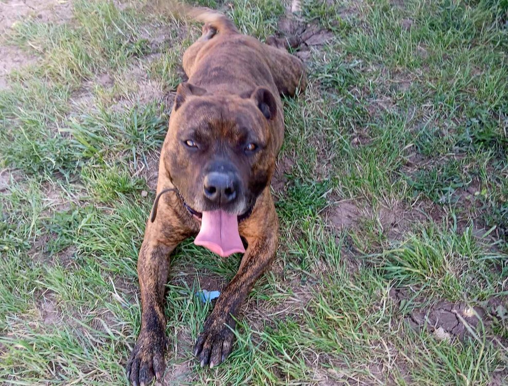 TAYSON