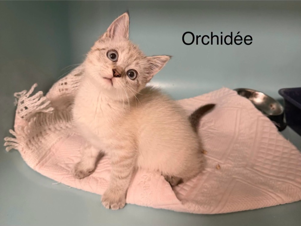 Orchydée
