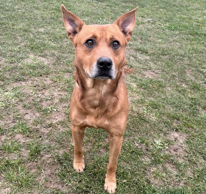 Dingo CAA15190