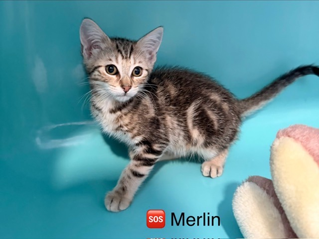 Merlin