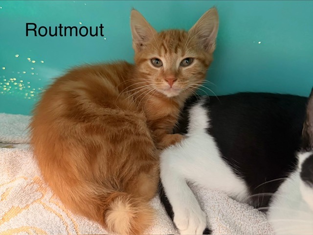 Routmout