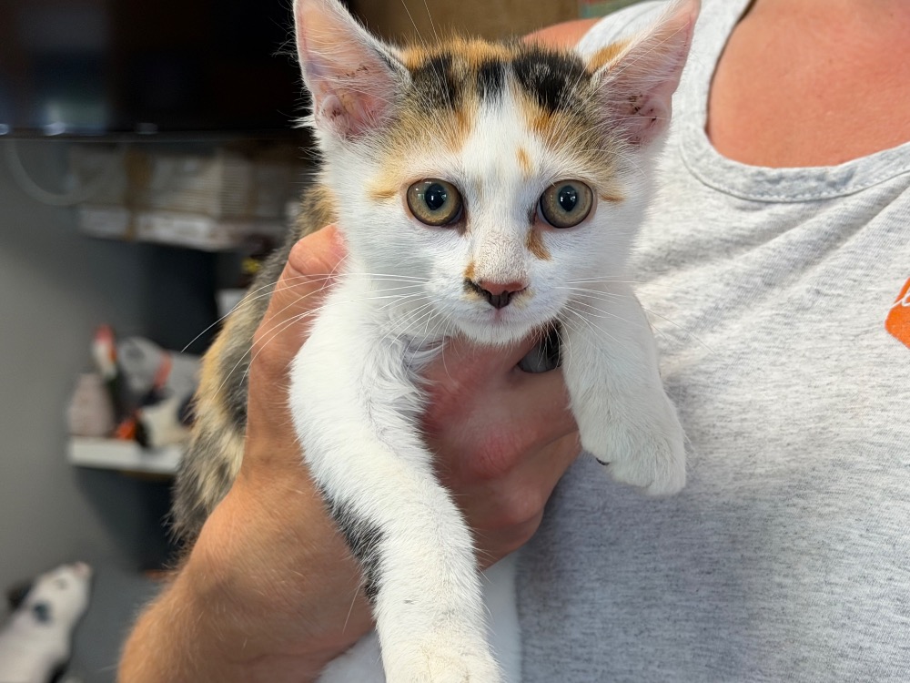 BEBE