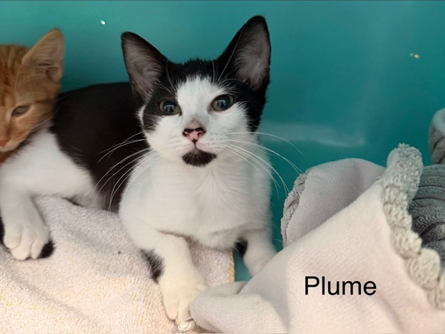 Plume