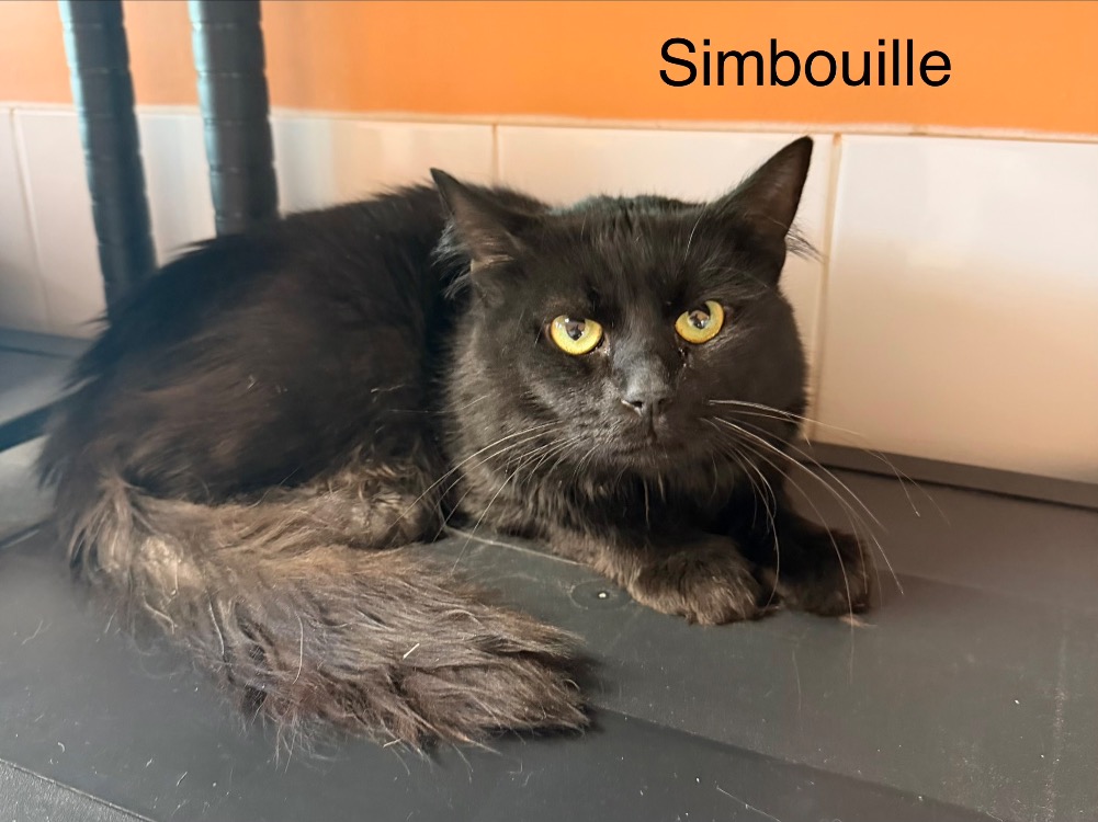 Simbouille