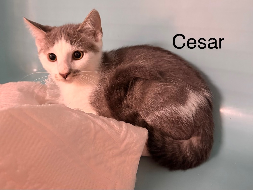 Cezar