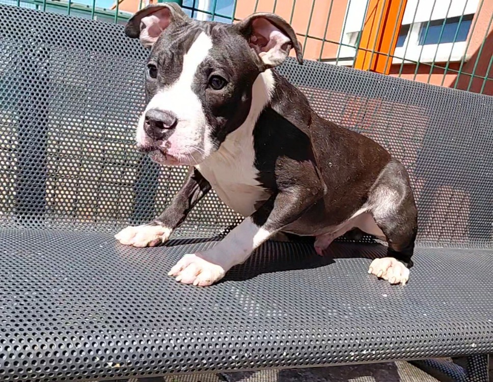 LOKI