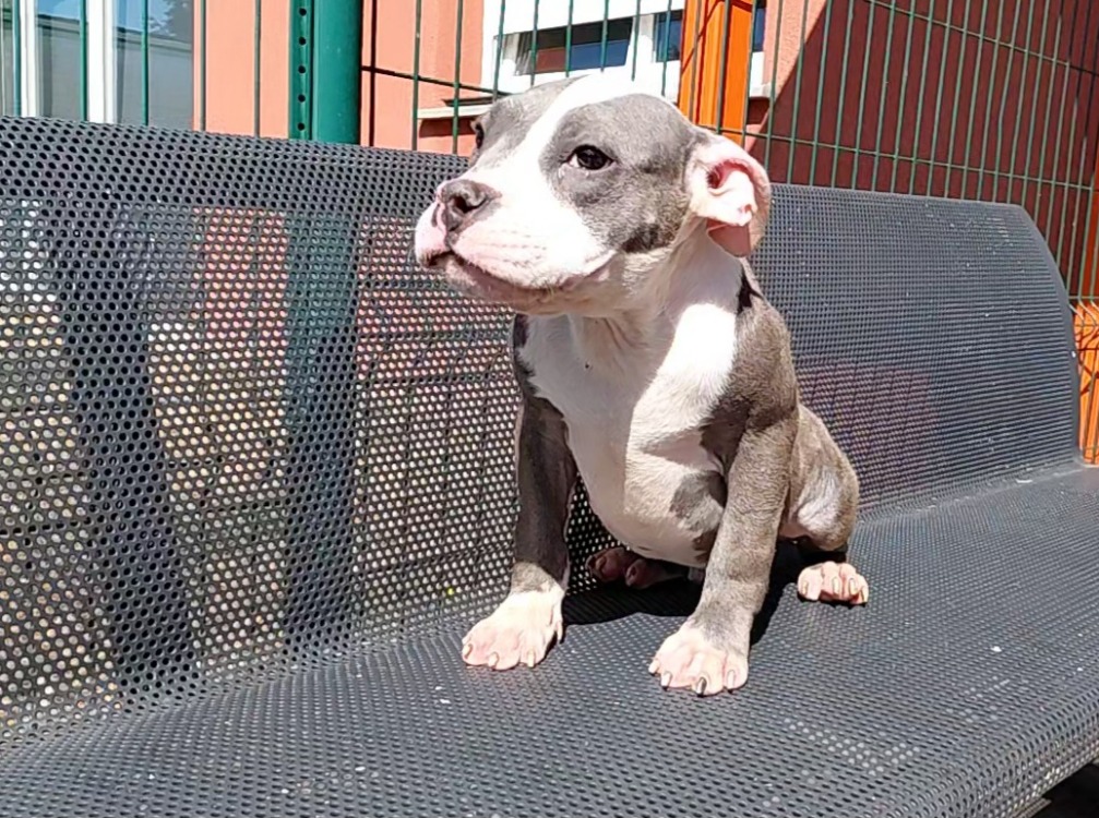 MILO