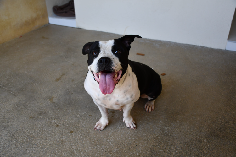 Lexis