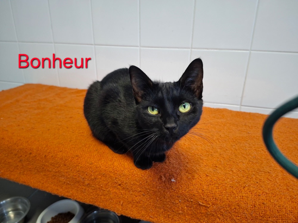 Bonheur