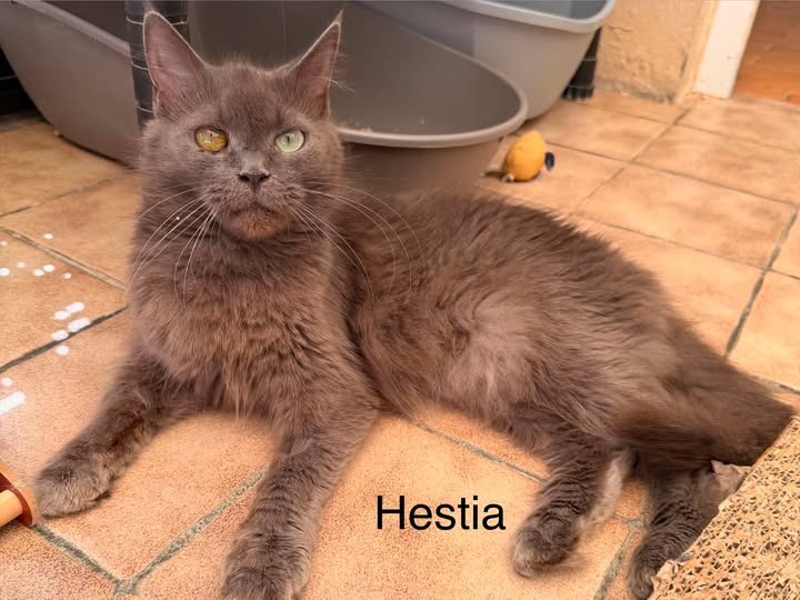 Hestia
