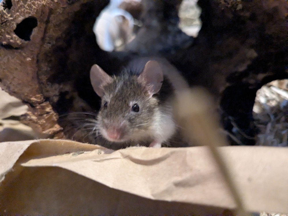 MANILLE