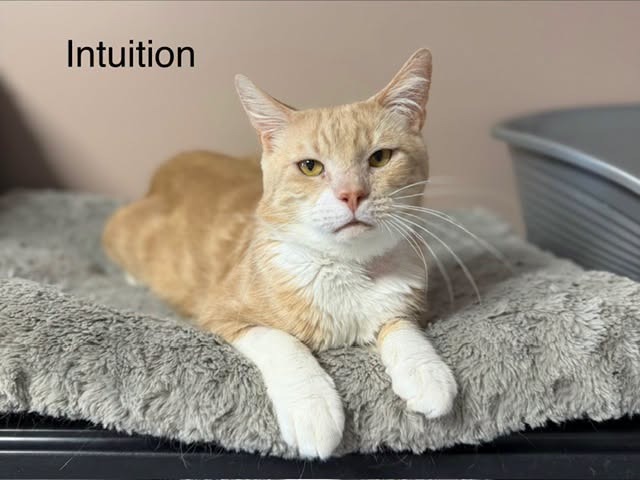 Intuition