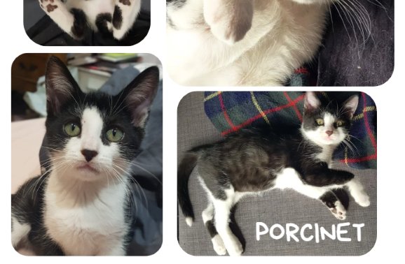Porcinet