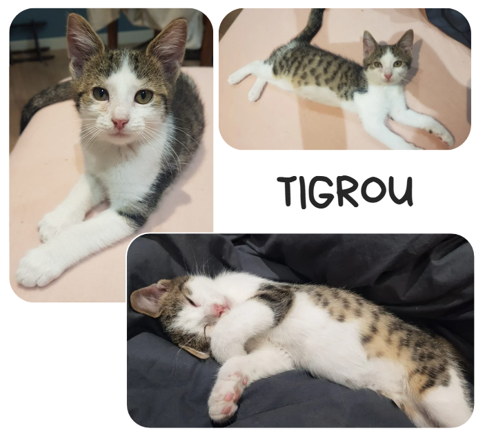 Tygrou