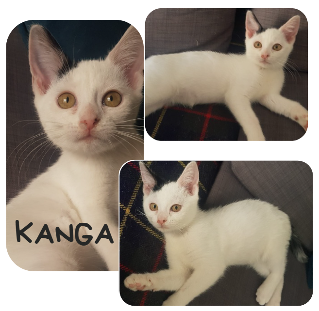 Kanga