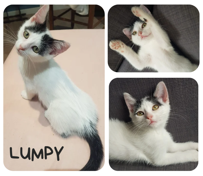 Lumpy