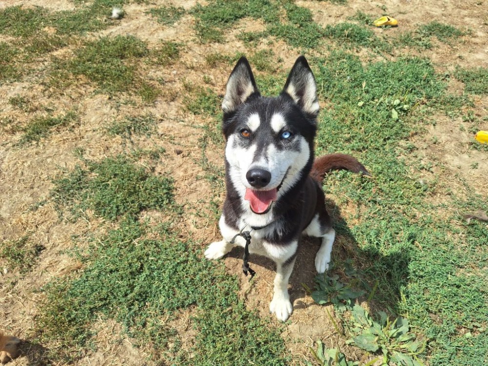 STELLA (a trouvée sa famille)