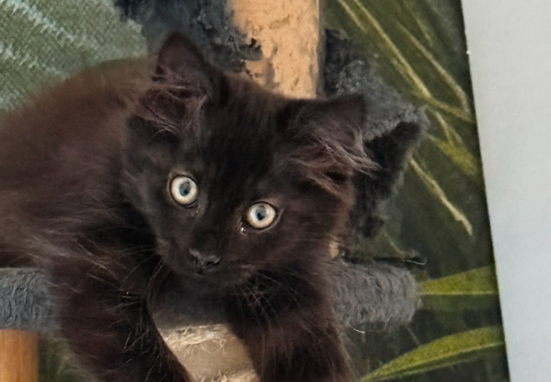 Sid [Chaton]