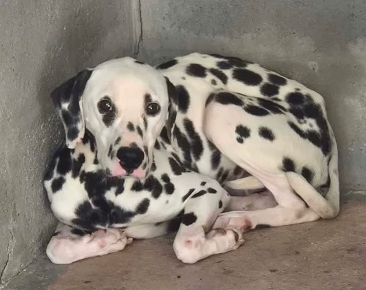 PONGO