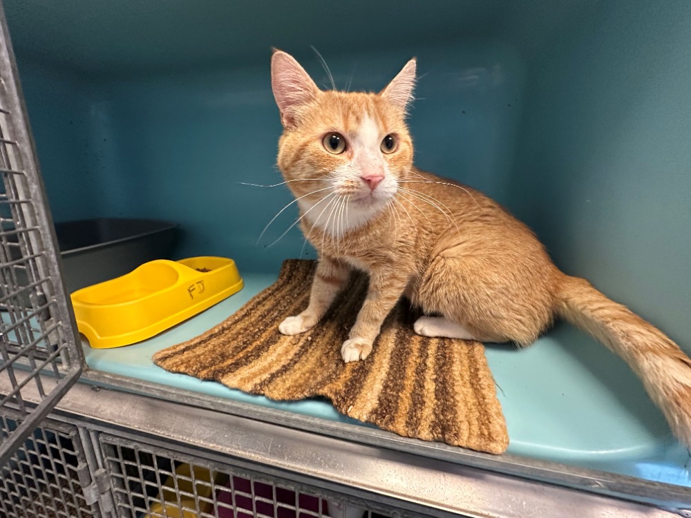 AMAZI