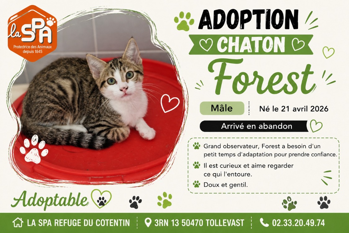 FOREST TIGRE ET BLANC