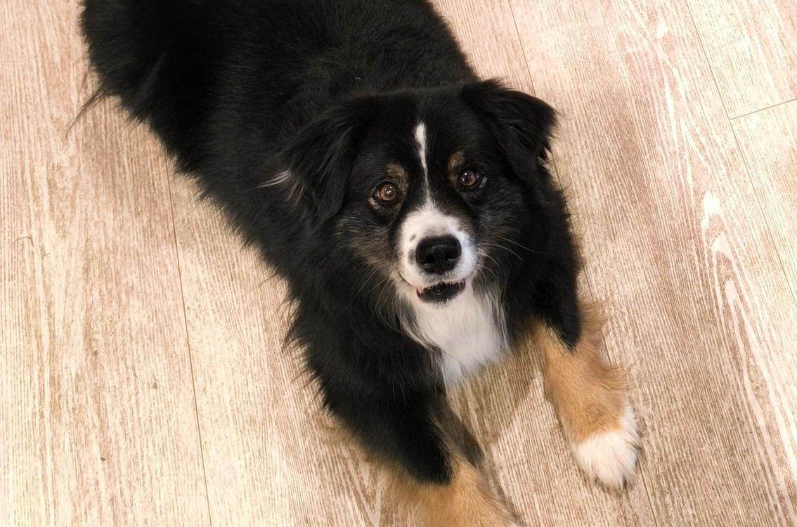 Bobi
